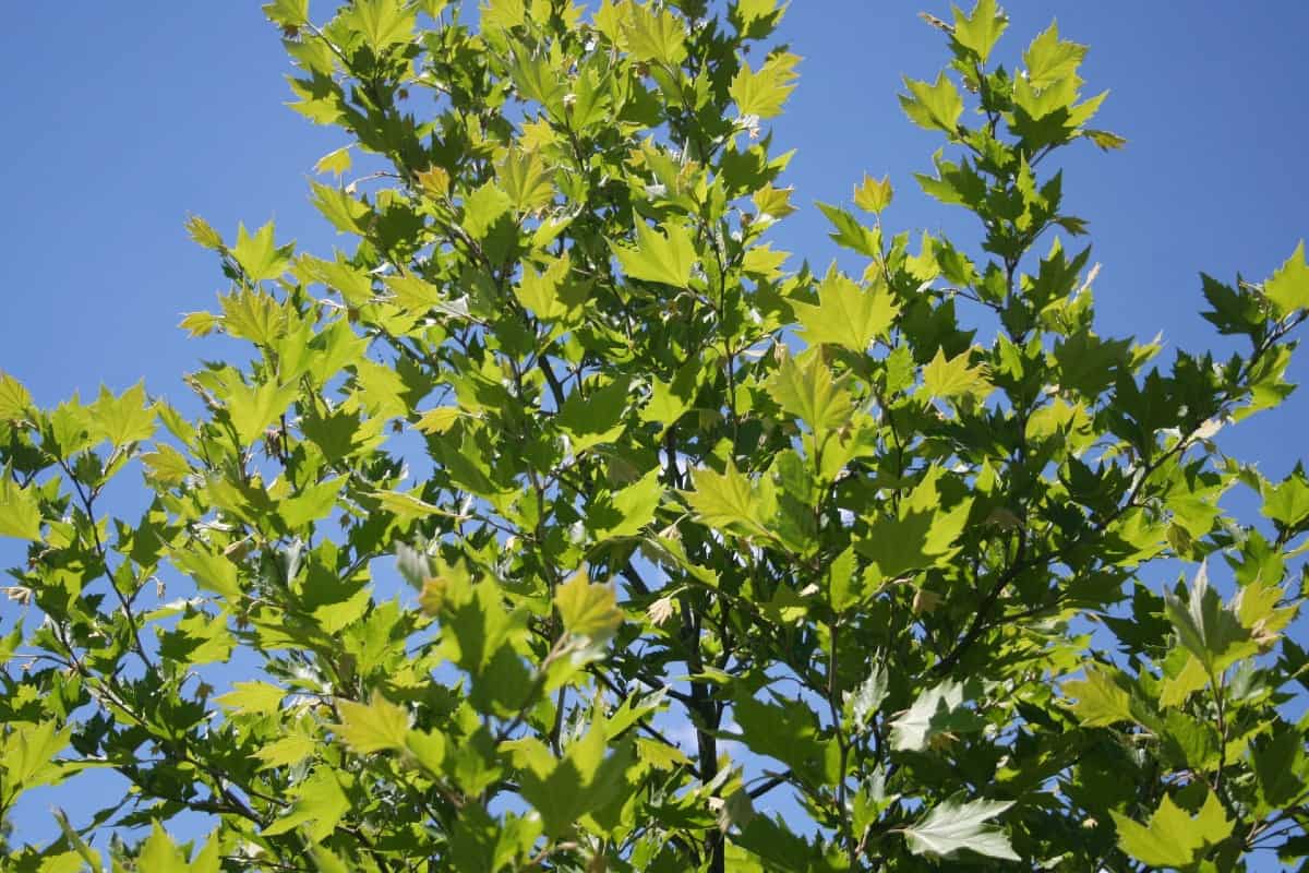 The American sycamore has attractive leaves and bark.