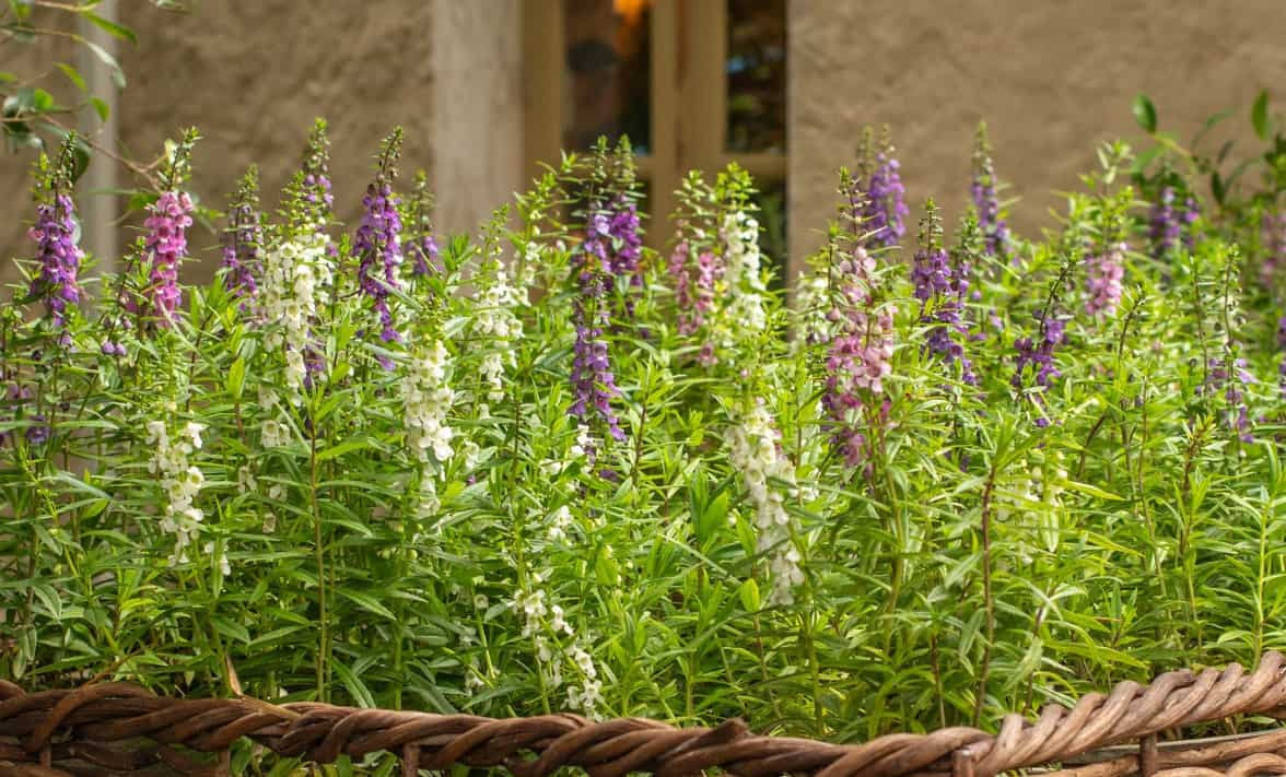 Angelonia is also known as the summer snapdragon.