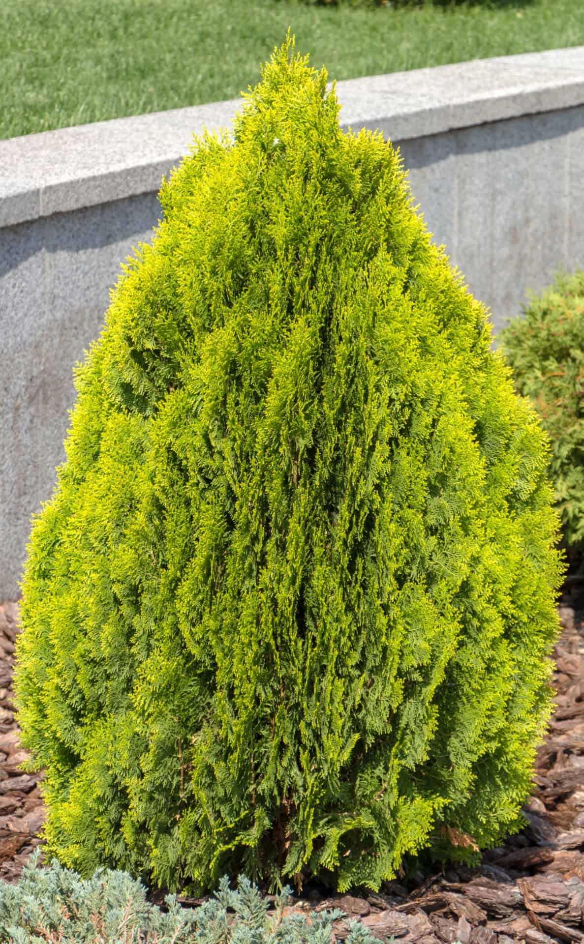 Arborvitae are the perfect small evergreens for landscaping a yard.