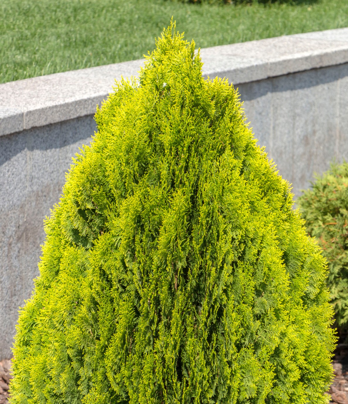 Arborvitae makes an excellent fast-growing border shrub.