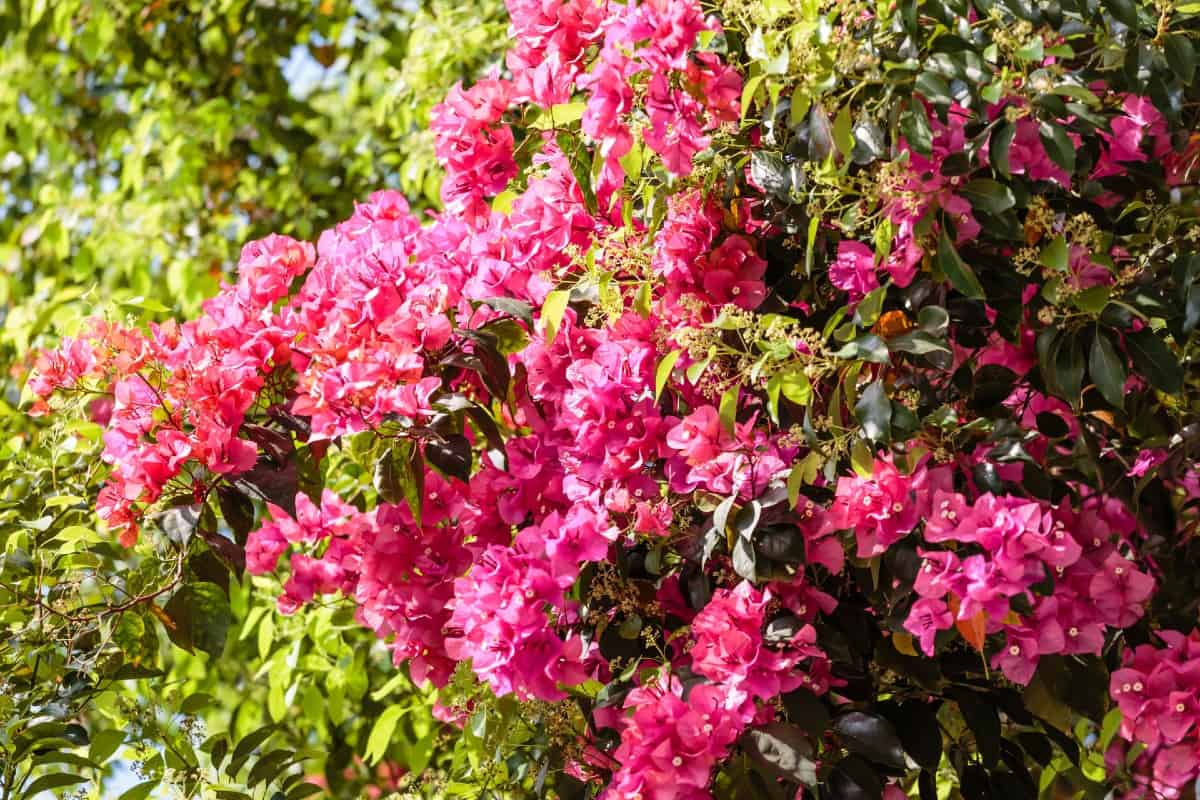 The azalea is a member of the rhododendron family and has gorgeous flowers that come in a variety of shades.