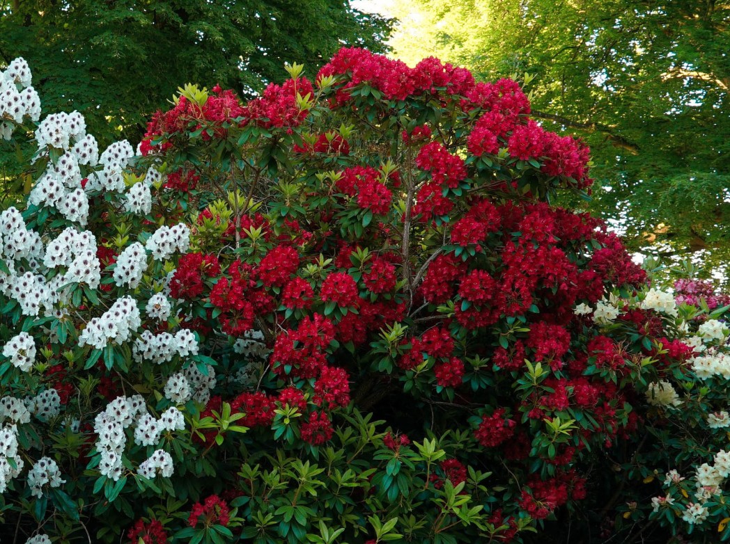 Azaleas are deer-resistant and love partial shade.