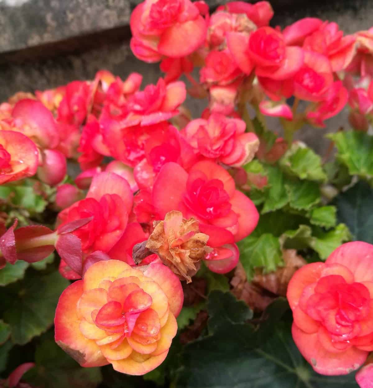 Begonias come in many different beautiful colors.