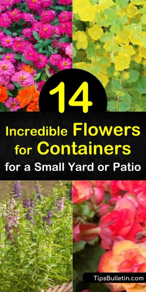 Fill your garden space or patio with containers of plants that are easy to grow and lush with blossoms. Grow impatiens, zinnias, and verbena in hanging baskets or plant geraniums, marigolds, and angelonia in a sunny window box. #flowersforcontainers #flowersincontainers #containerflowers