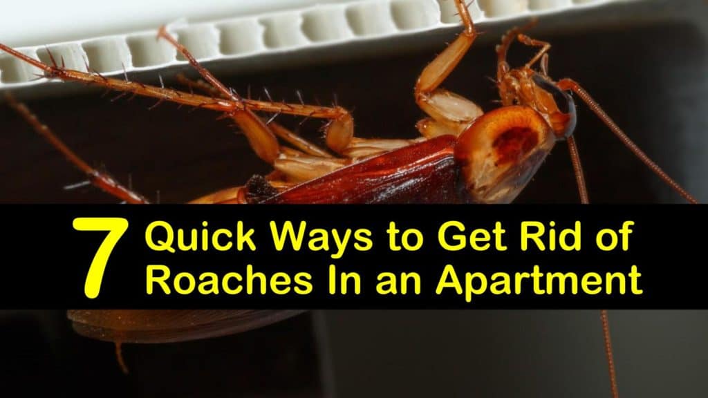 Best Way to Get Rid of Roaches in an Apartment titleimg1