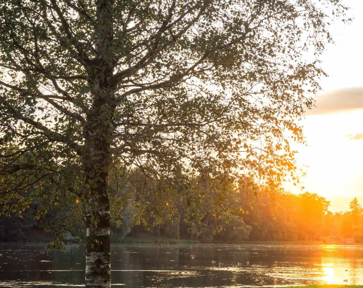 The many variety of birch trees attract wildlife of all types.