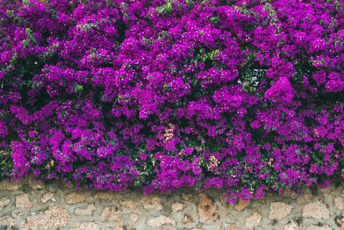 Bougainvillea is a low maintenance vine suited for warmer climates.