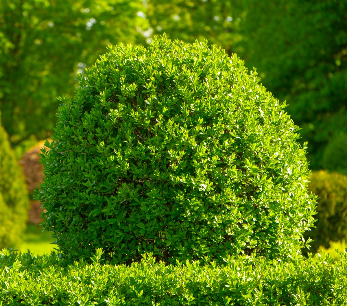 The boxwood is a traditional shrub that can be pruned into a variety of different shapes.