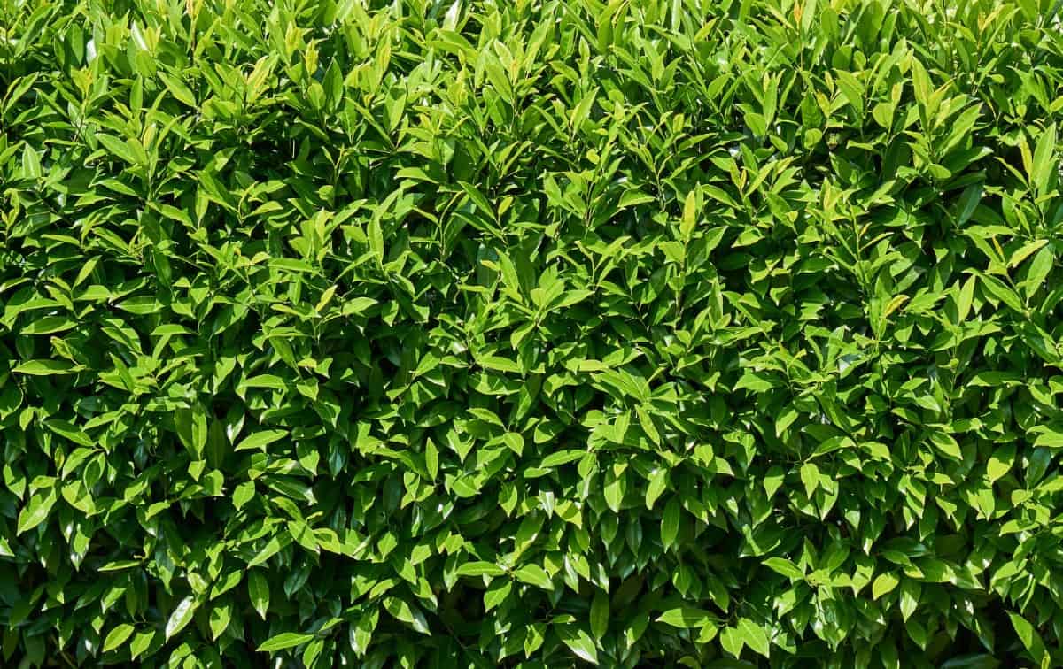 Cherry laurel shrubs attract birds.