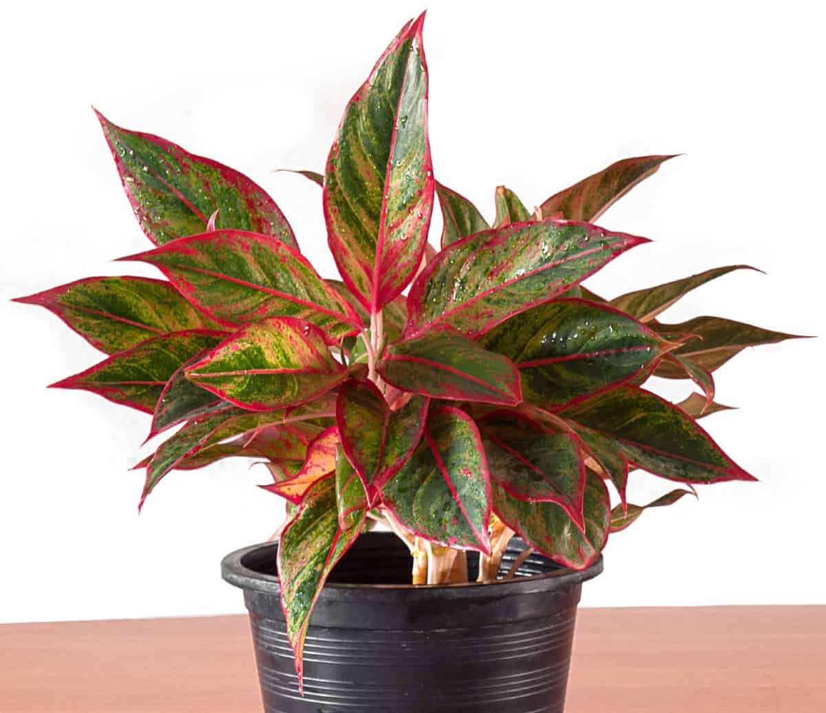 Maintaining an indoor plant like the Chinese evergreen is easy.