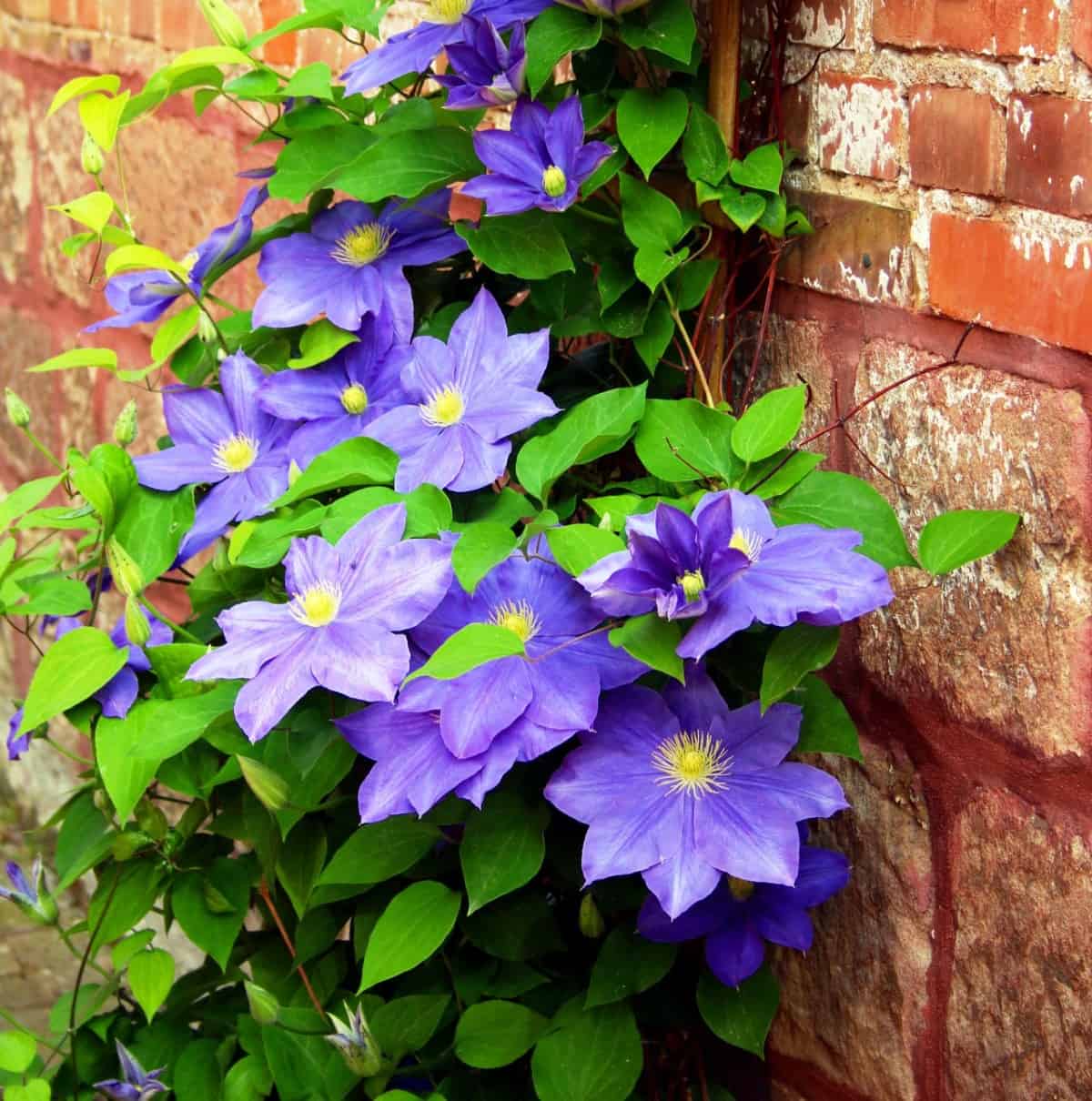 Clematis is a fragrant vine plant that is easy to grow.