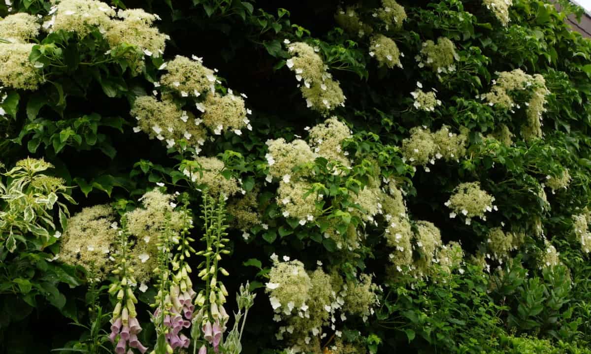 Climbing hydrangeas have stunning flowers.