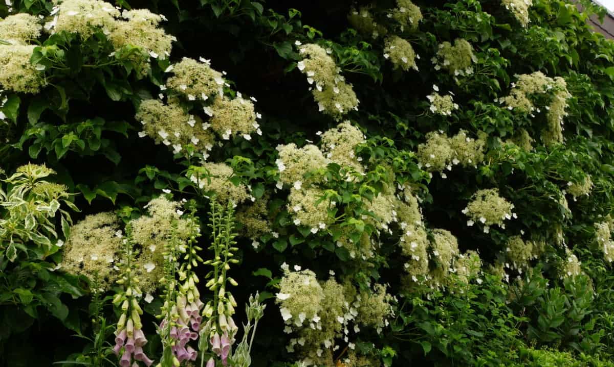 Climbing hydrangeas have stunning flowers.