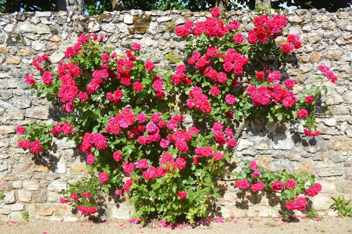 Climbing roses are easy to train on a wall or trellis.