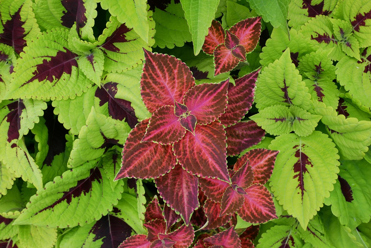 Coleus is a shade-loving container plant.