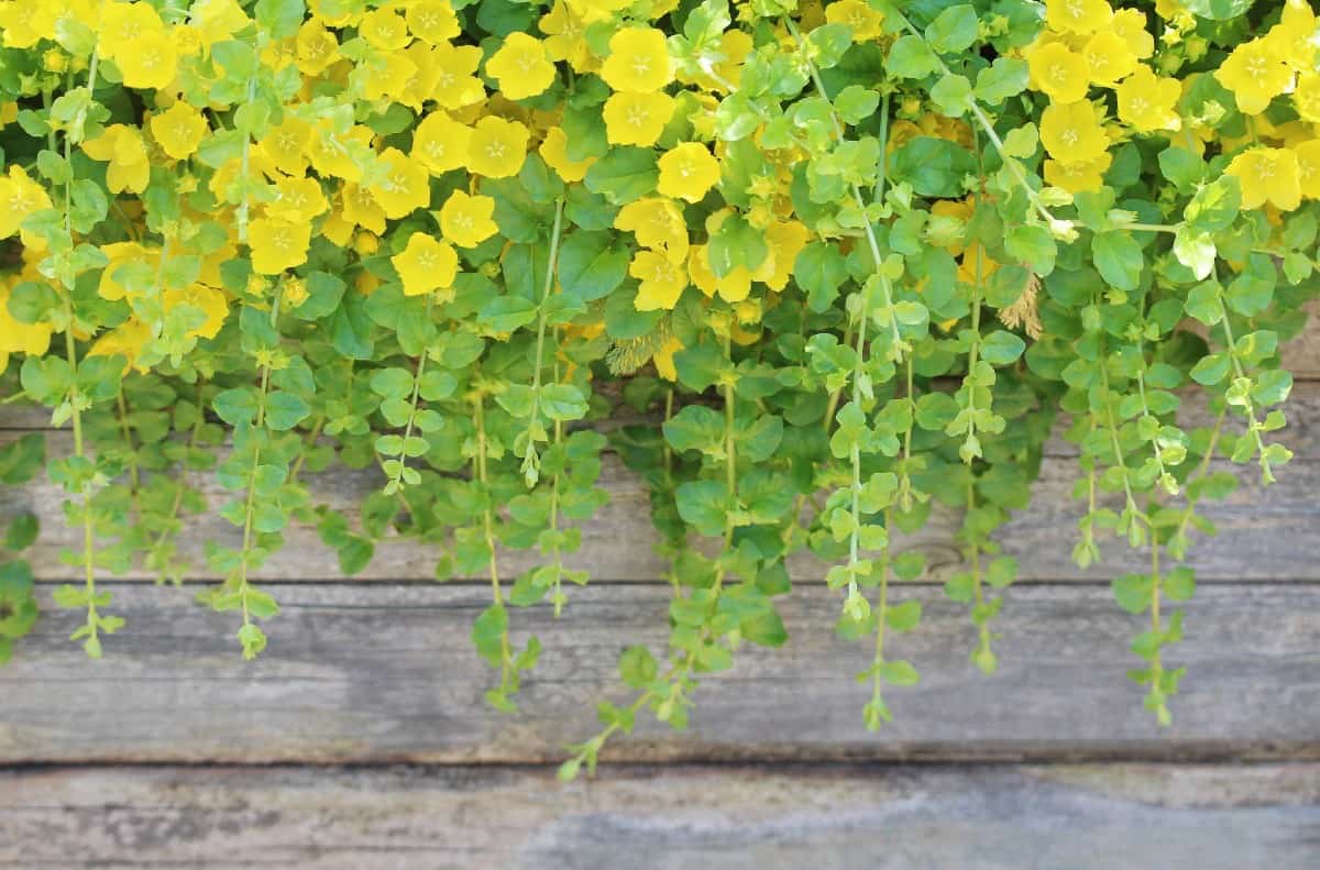 Creeping Jenny is a fast-growing container plant.