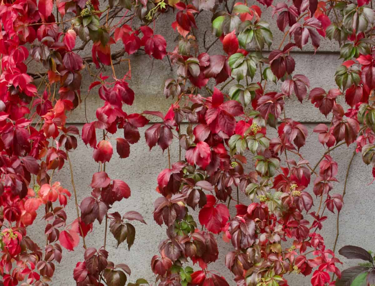 Virginia creeper is known for its bright foliage and berries.