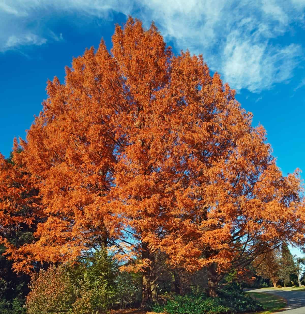 One of the fastest growing trees around, the dawn redwood is also low maintenance.