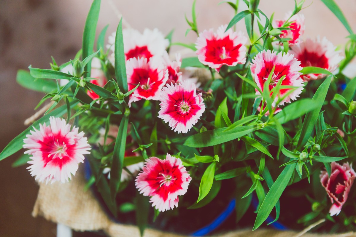 Dianthus has pretty star-like flowers that smell lovely.