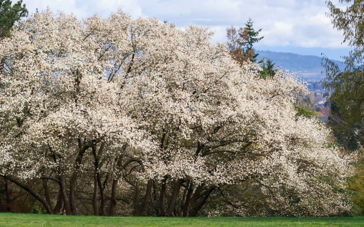 Dogwoods are easy to grow trees with showy spring blooms.