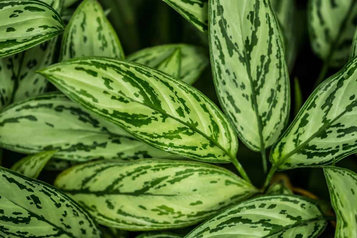 The dumb cane is known for its showy foliage.