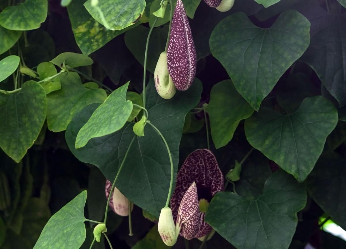 For an exotic and unusual vine, you can't get any better than the Dutchman's pipe.