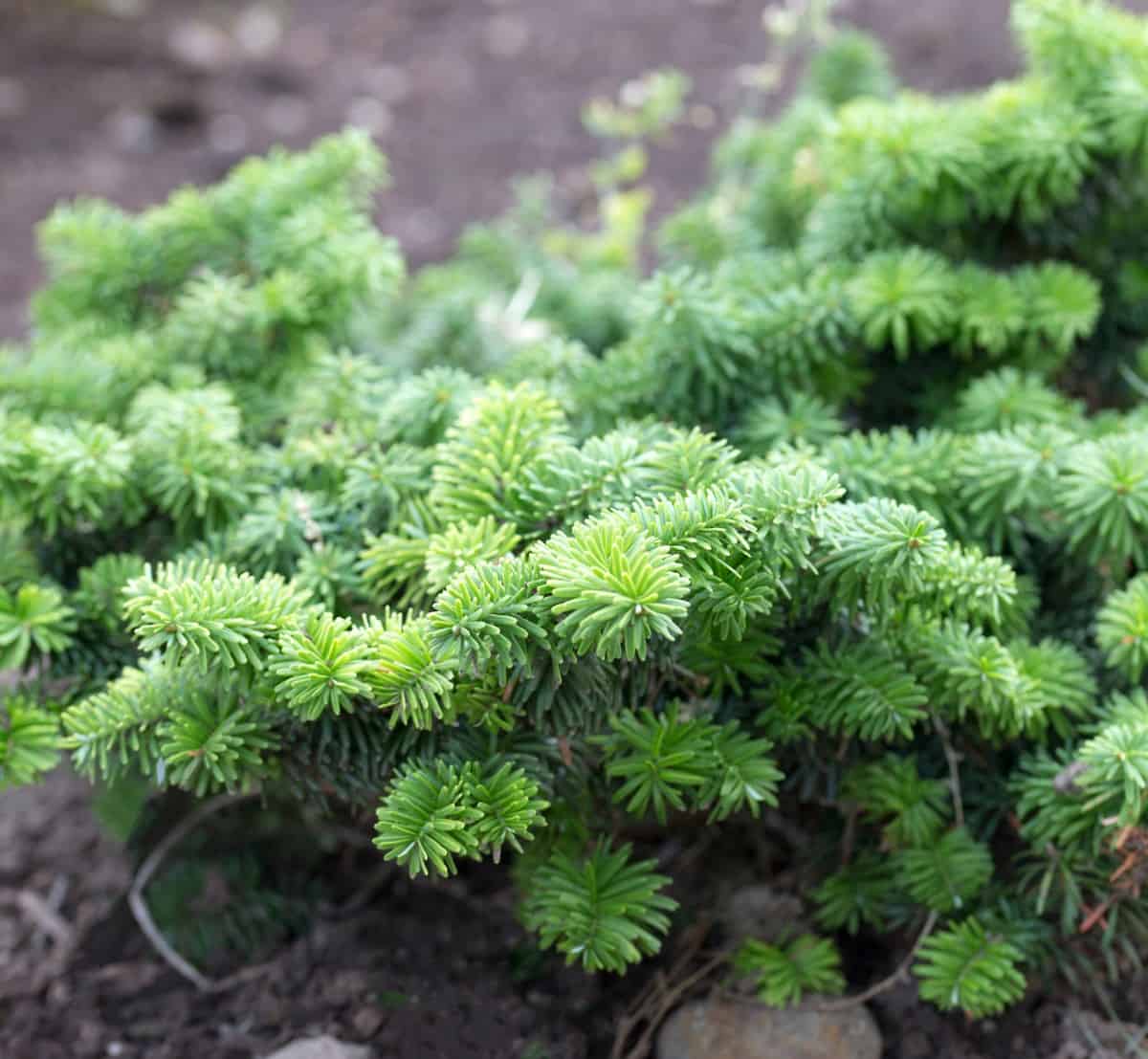 For a low-growing landscape tree, try a few dwarf balsam firs.