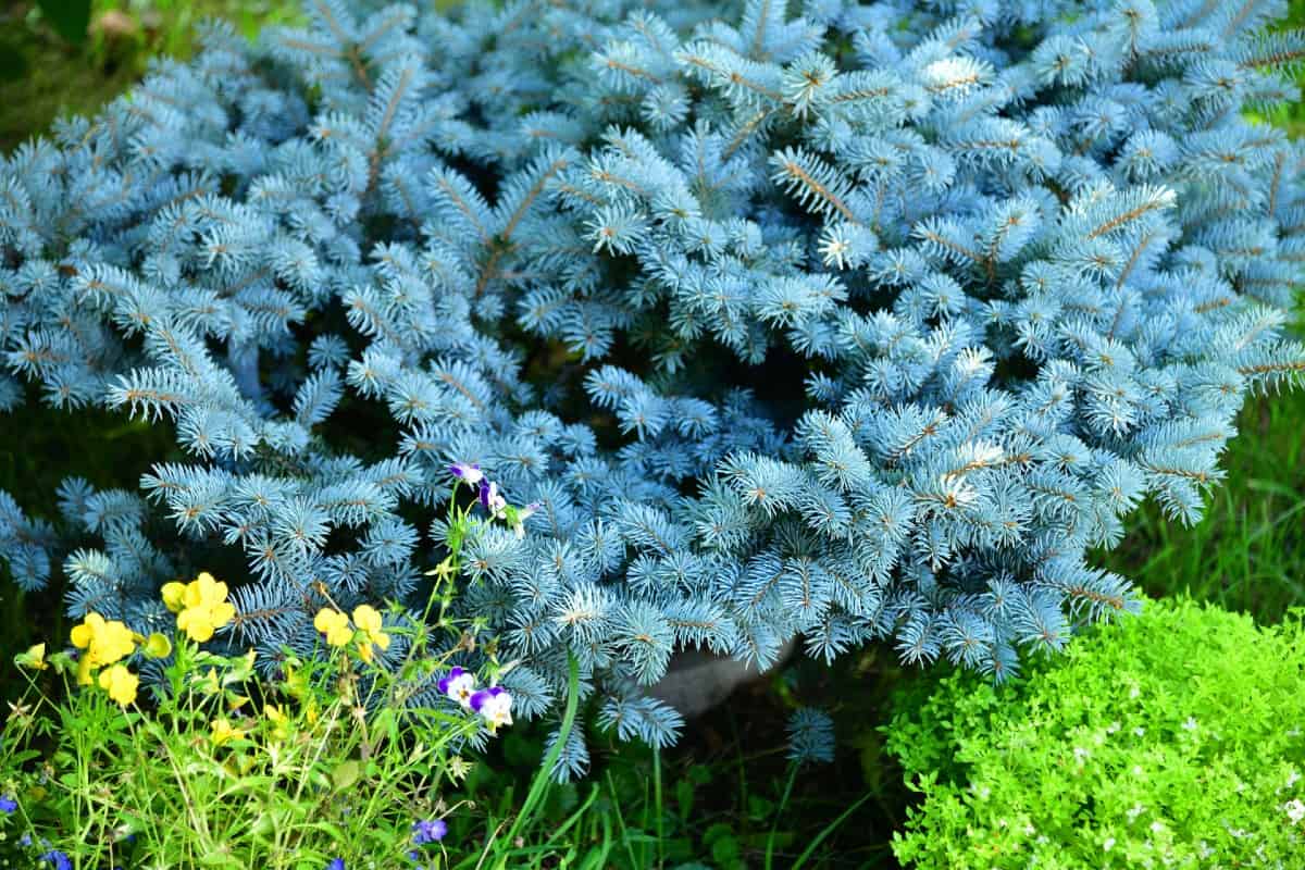 Add interest and color to a small yard with a dwarf blue spruce tree.