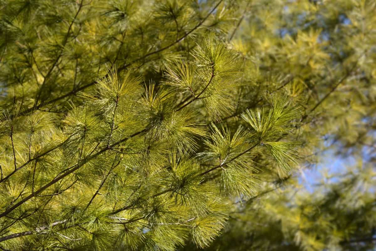 The dwarf white pine is a long-lived evergreen that only gets four feet tall.