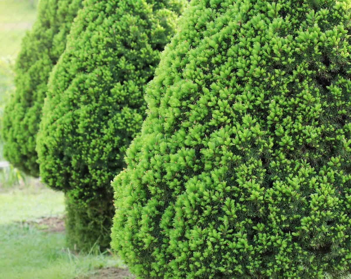 A slow-growing landscape tree, the dwarf white spruce is perfect for small spaces.