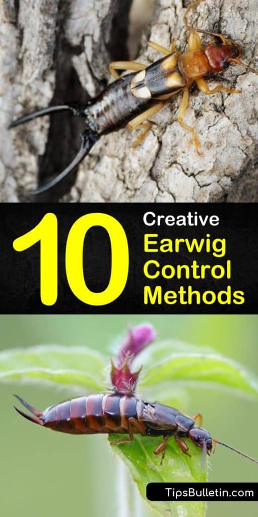 Discover fantastic new techniques for earwig control to avoid an infestation in flower beds. Learn to use organic materials like diatomaceous earth and soapy water as pest control. Control earwig populations by locating popular hiding places and reducing moisture in homes. #earwigcontrol #earwigs