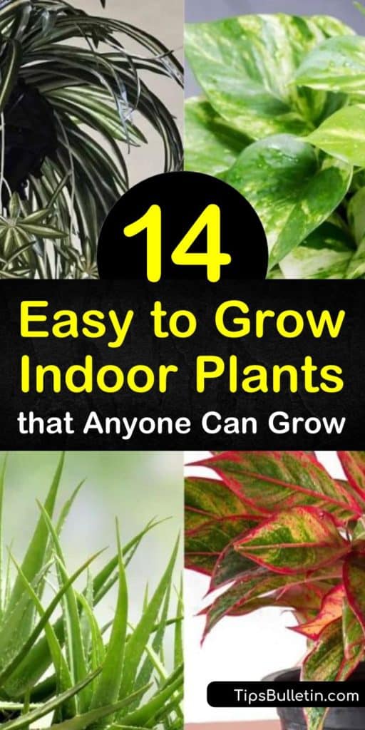 Learn how to grow indoor plants even if you have a brown thumb. Place low maintenance plants in direct or indirect light, such as pothos, aloe, philodendron, ivy, snake plant, and jade plant, and enjoy their lush beauty. #easytogrowhouseplants #plants #easygrowingindoorplants