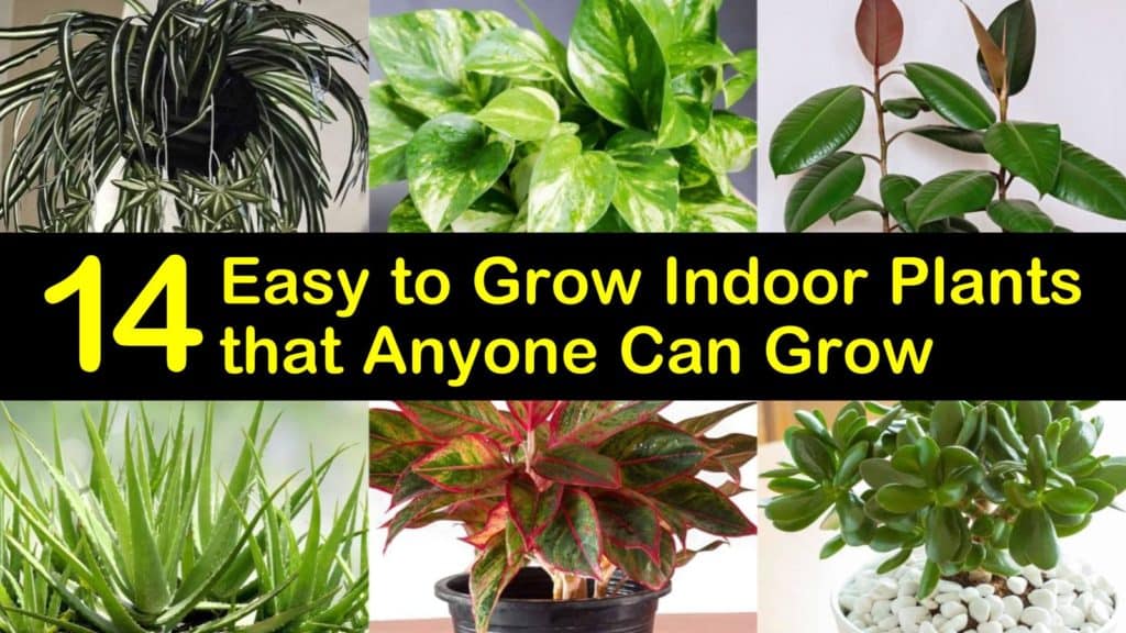 Easy to Grow Indoor Plants titleimg1