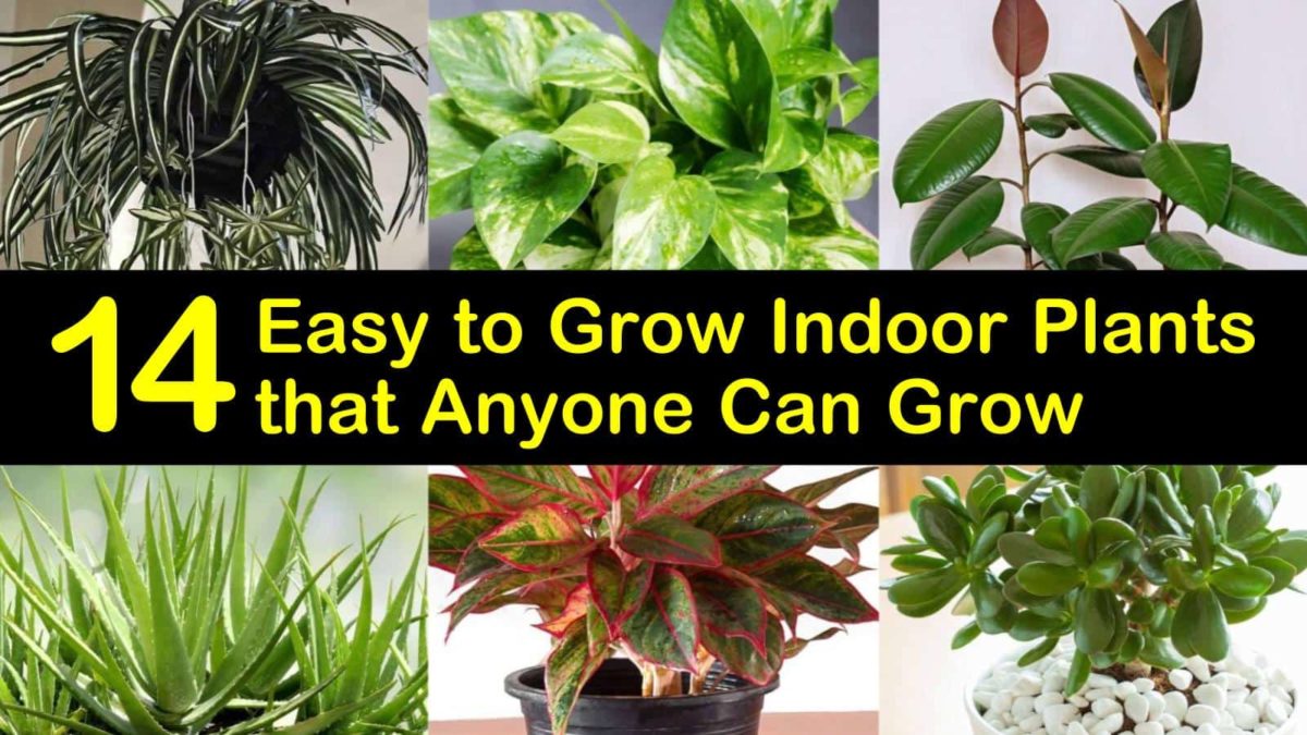 14 Easy to Grow Indoor Plants that Anyone Can Grow