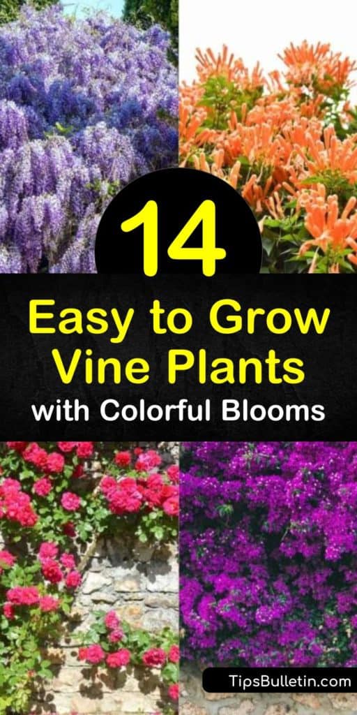 Discover how to fill trellises and garden backdrops with easy to grow flowering vines for colorful and fragrant beauty. Grow morning glory, passionflower, wisteria, and trumpet vine to attract hummingbirds to your garden. #easytogrowvineplants #fastgrowingvines #fastgrowingclimbingplants