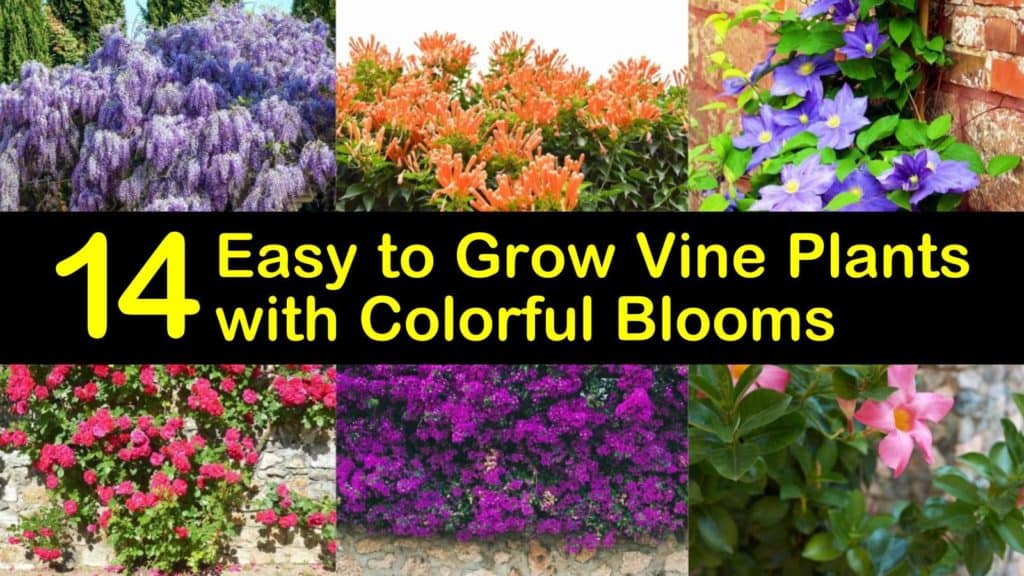 Easy to Grow Vine Plants titleimg1