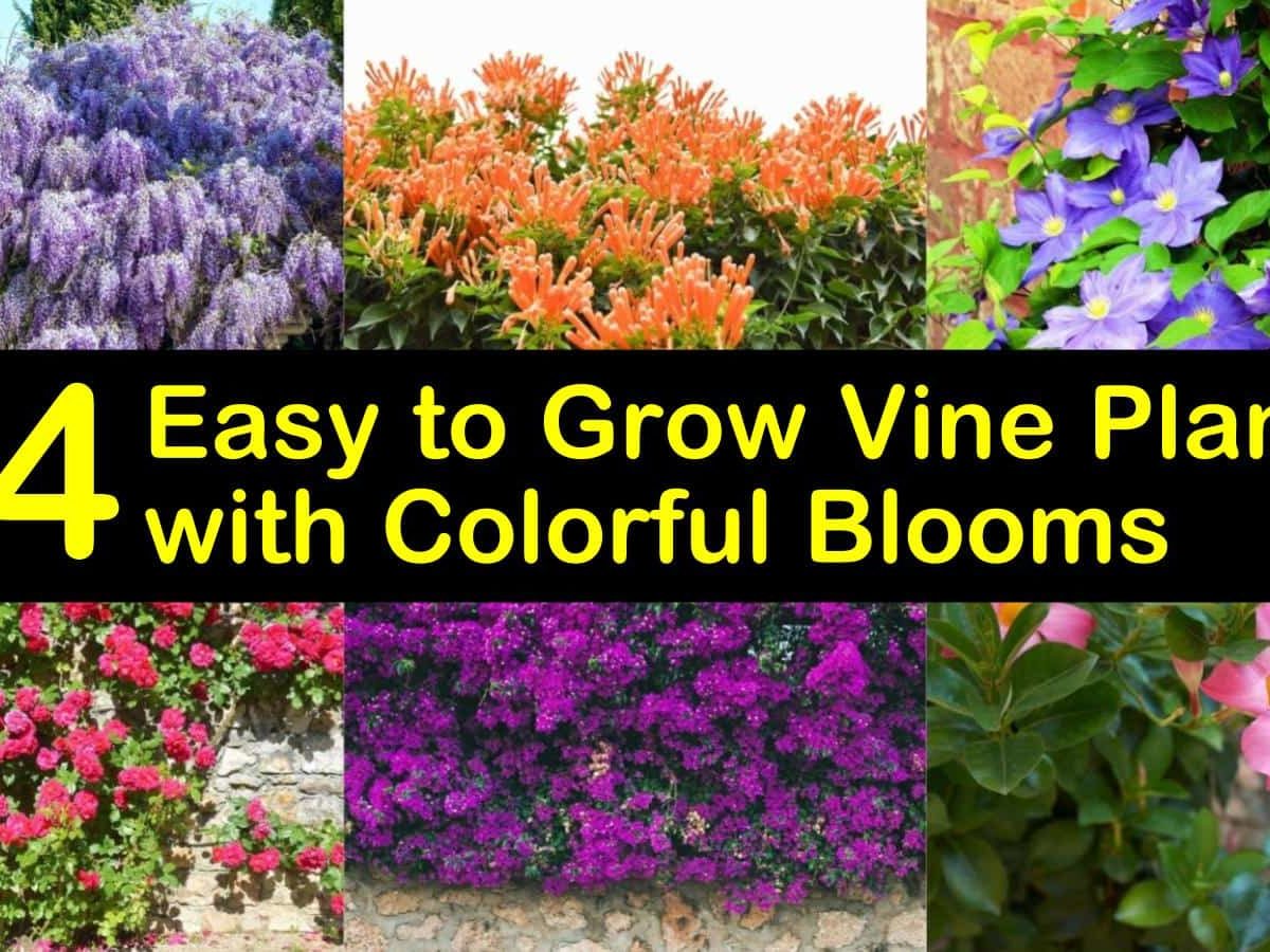 20 Easy to Grow Vine Plants with Colorful Blooms