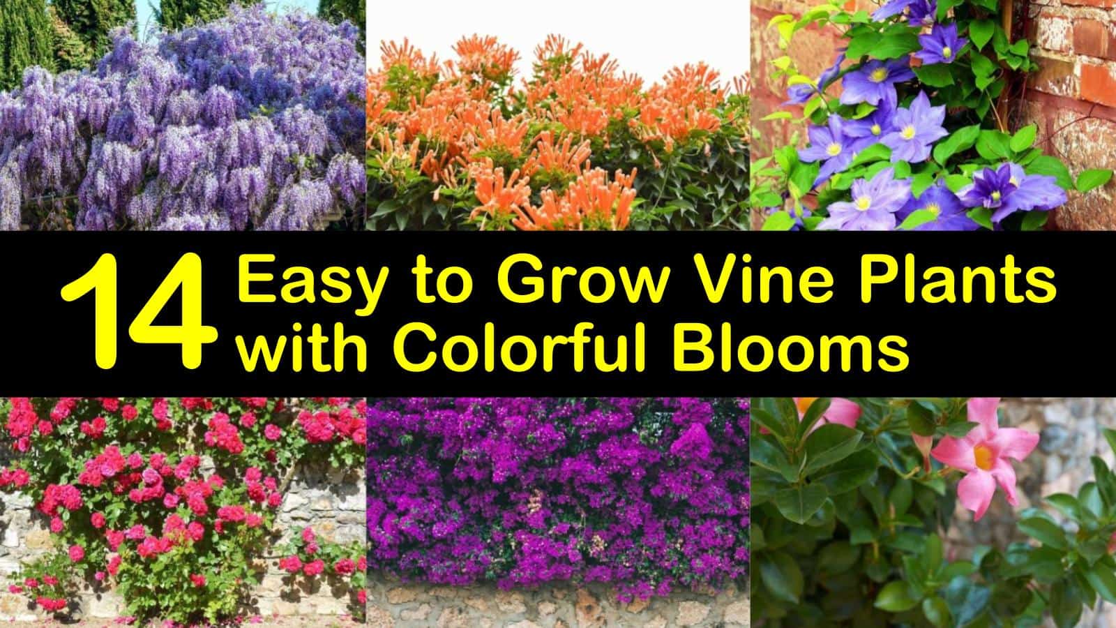 14 Easy To Grow Vine Plants With Colorful Blooms