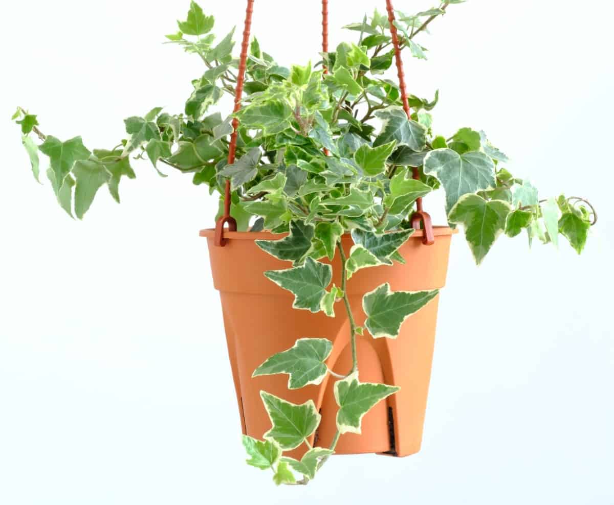 English ivy is easy to grow in a hanging basket.