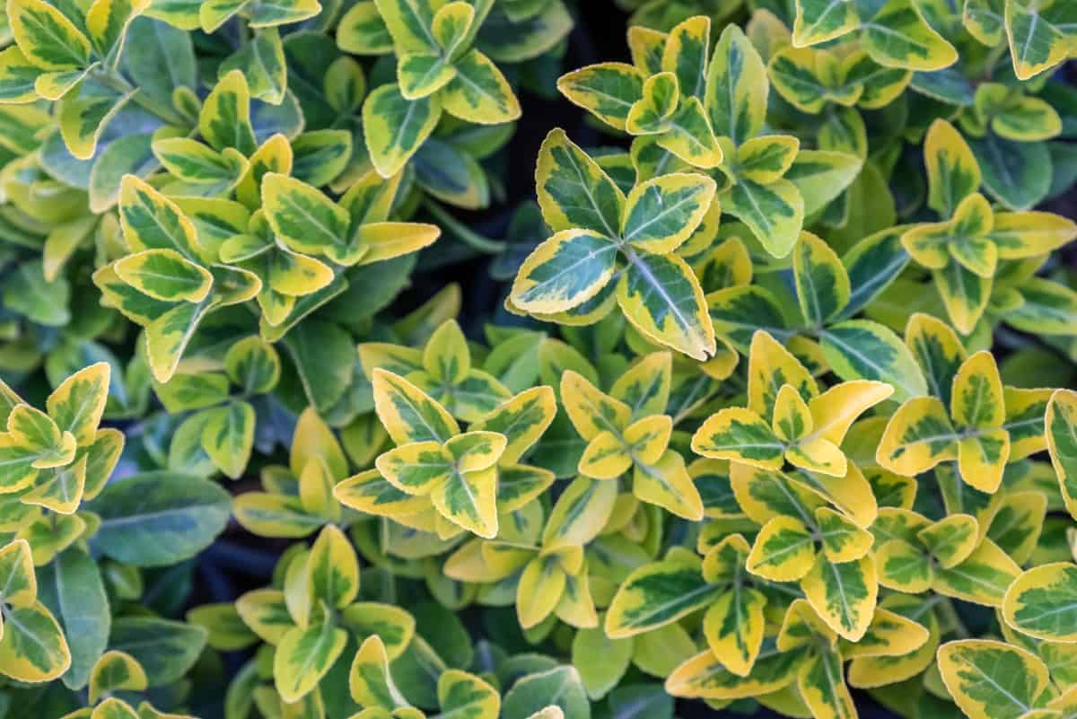 Euonymus comes in many different varieties.