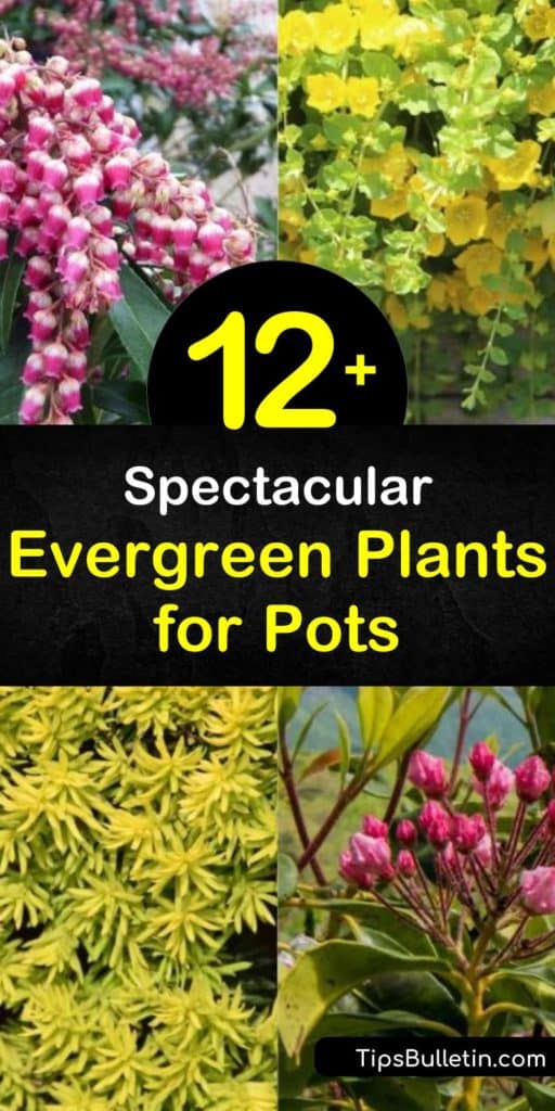 Enjoy colorful and variegated foliage year-round with container gardening. Grow evergreen container plants such as buxus, japonica, and arborvitae in full or partial shade areas of your patio or backyard. #evergreenplants #growinginpots #plants #pots