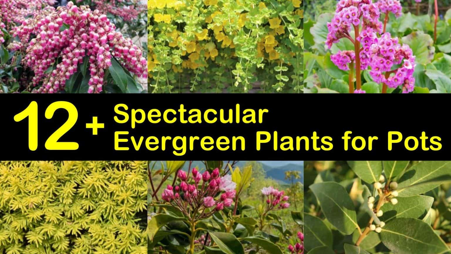 12+ Spectacular Evergreen Plants for Pots