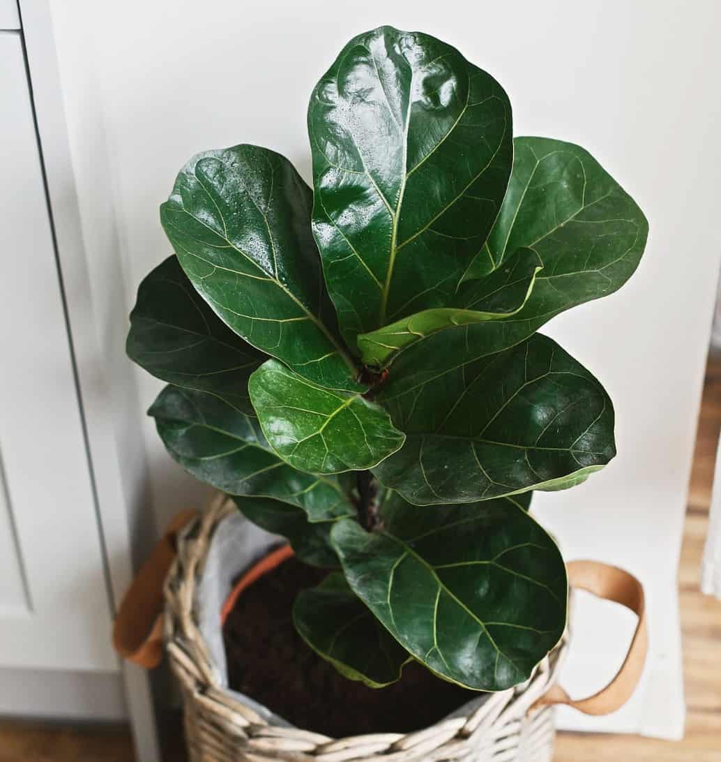 The fiddle leaf fig grows up to 6 feet tall.