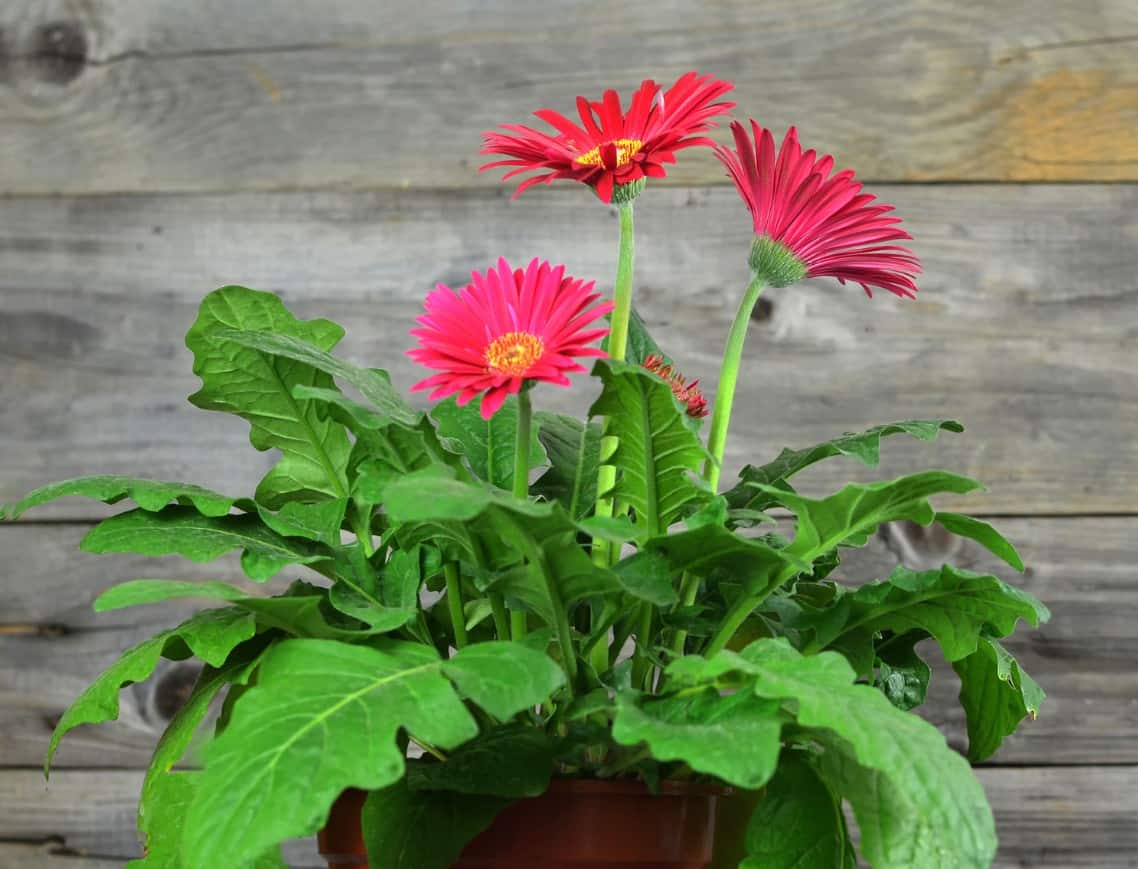 For a bright pop of colorful blooms, grow some Gerbera daisies in pots.