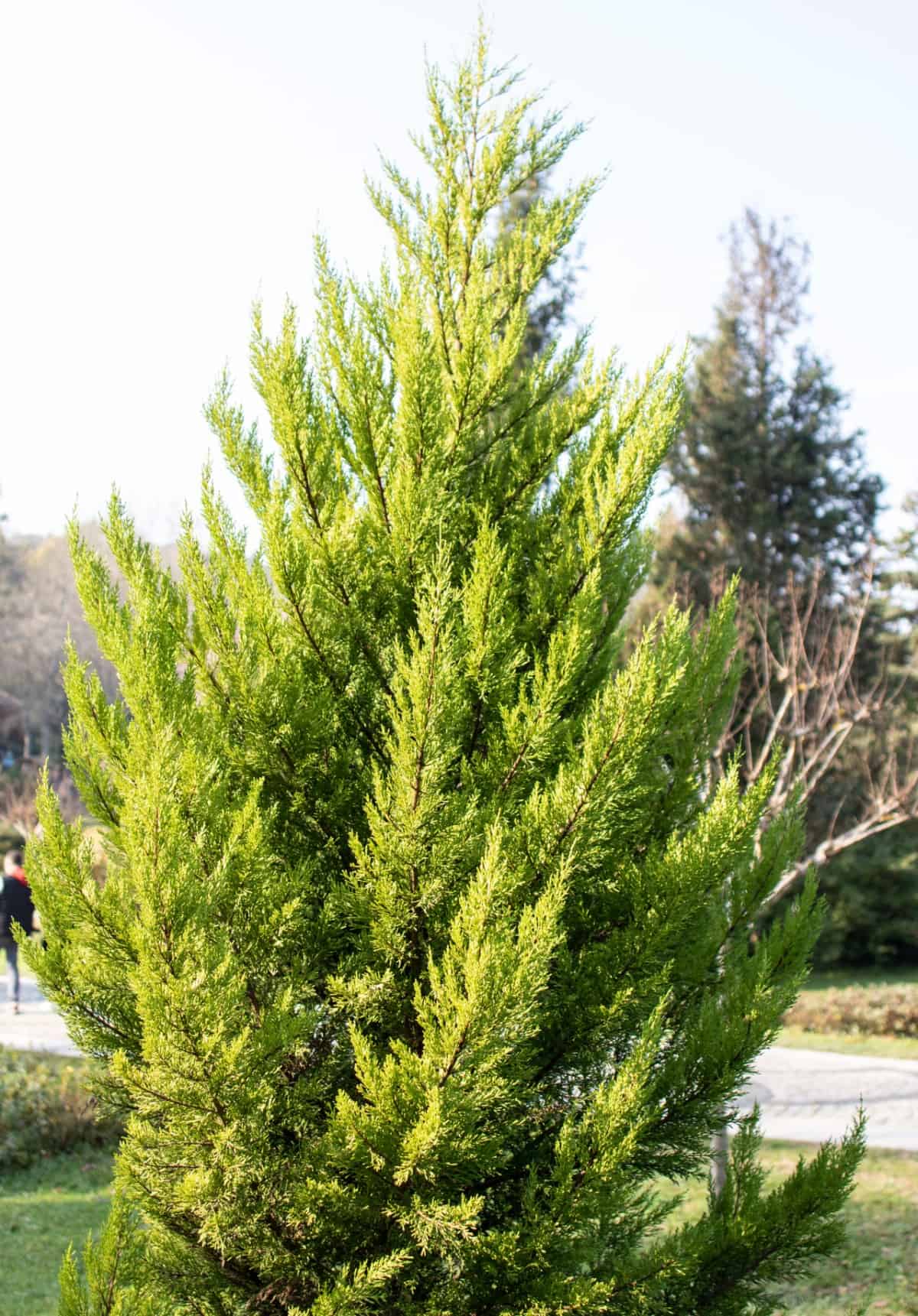 An ornamental evergreen, the Hinoki cypress must be regularly pruned to keep its compact shape.