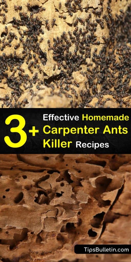 Learn how to get rid of carpenter ants without calling in pest control. Eliminate an ant problem by exterminating the ant colony with DIY insecticides such as boric acid, vinegar, essential oils, and diatomaceous earth. #homemadecarpenterantkiller #carpenterants #carpenterantkiller