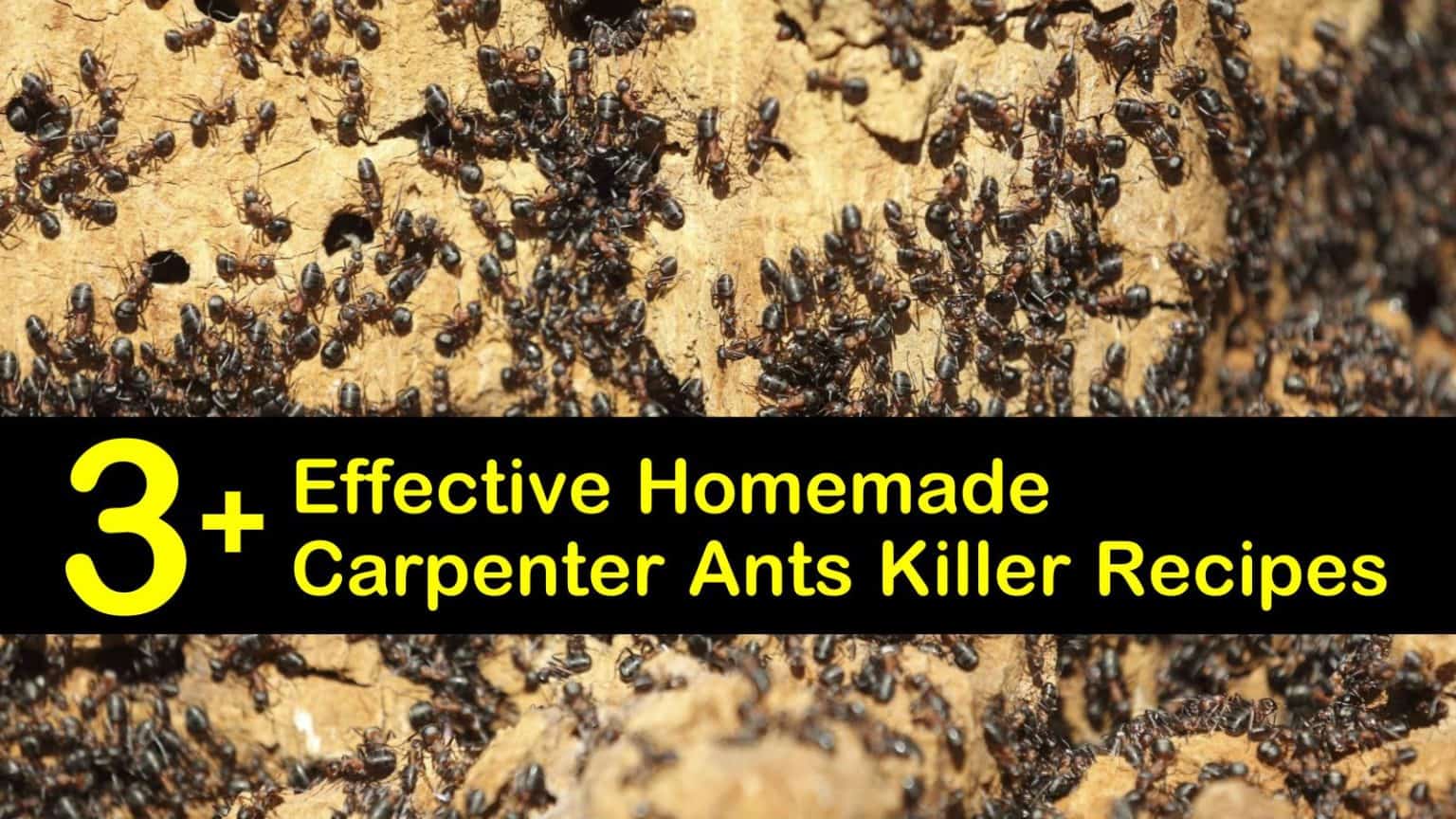 3+ Effective Homemade Carpenter Ants Killer Recipes