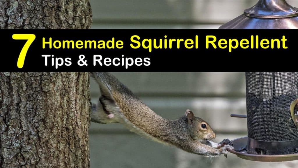 Homemade Squirrel Repellent titleimg1