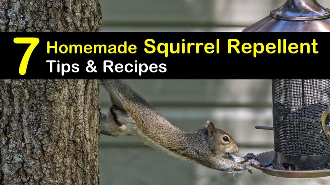 Keep Squirrels Away - 7 Homemade Squirrel Repellent Tips