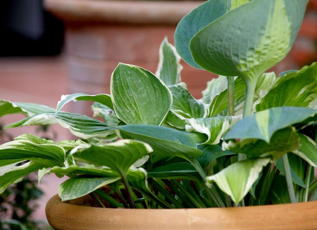 Hosta is better known for its lush leaves than its flowers.